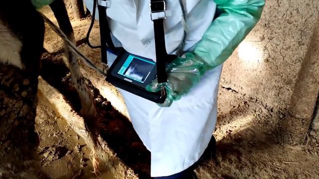 Мал-Жандык ичиндеги ЖИП, ЗЫМ МЫКТАРДЫ да ЧЫГАРАБЫЗ. КЕСАРЕВО И ЛЕЧЕНИЯ. смотреть онлайн