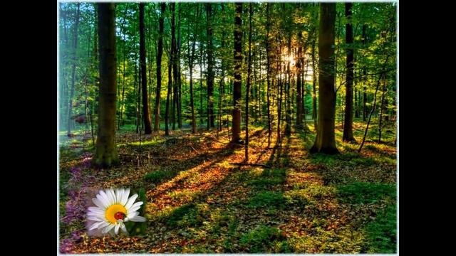 Богатства Селигерского края смотреть онлайн