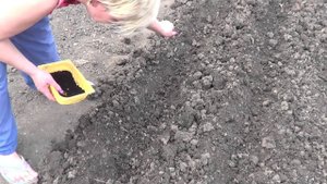 Посадка свеклы