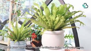 BEST TIPS | HOW TO CARE FOR BIRD'S NEST FERN | ASPLENIUM NIDUS CARE GUIDE