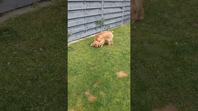 Процесс охоты запущен... 