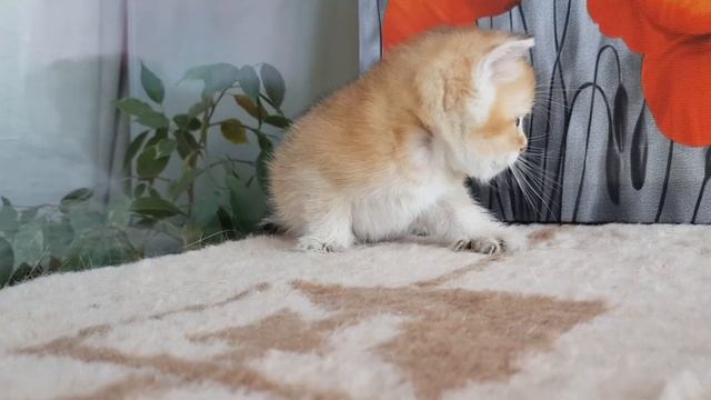 Золотая британская шиншилла мальчик ??? смотреть онлайн