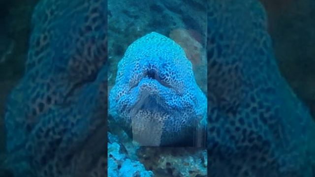 moray eel  -3 #shorts sea animal predators 捕食者 海鰻 बाम मछली 捕食者 ウツボ 곰치 موراي ثعبان البحر мурена