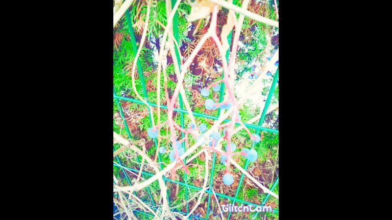 painting  ️ forest,лесные зарисовки