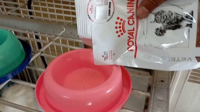 MAKANAN UNTUK KUCING MENCRET/DIARE RIVIEW ROYAL CANIN "GASTROINTESTINAL" смотреть онлайн