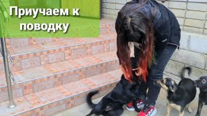 ПОДОБРАНЫ С ТРАССЫ Джек и Ночка, приучаем к поводку. ДЕНЬ 1