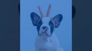 Созерцая (Милые Собаки)