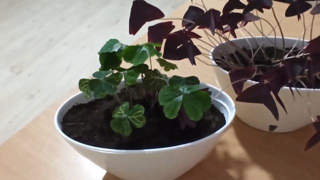 Кислица (оксалис) - уход в домашних условиях осенью.