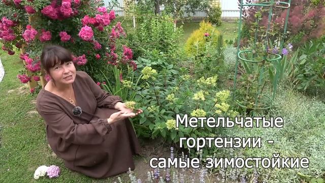 Все о гортензиях для начинающих! Отличия древовидной, крупнолистной и метельчатой гортензии.