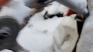 Запуск мотоблока в мороз, минус 10°