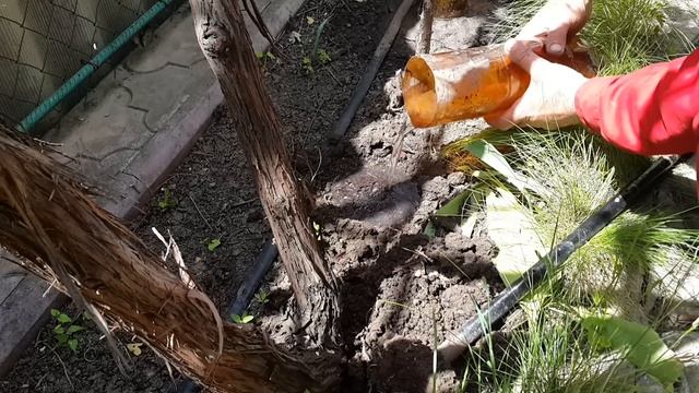 Размножение и выращивания хвойных черенками. смотреть онлайн