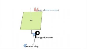 Pterygopalatine Fossa Boundaries Mnemonics (How to remember)