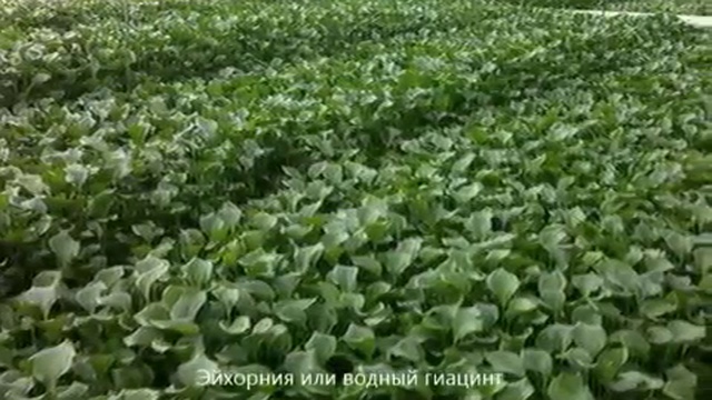 Технология и оборудование очистки фекальных вод в странах Ср. Азии и Африки смотреть онлайн