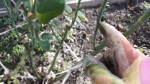 Пришло время розы выкапывать.