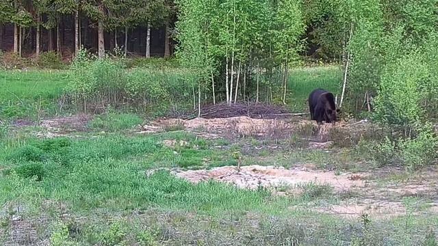 Медведь пришел поужинать смотреть онлайн