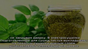 Лучшие способы, как сохранить базилик на зиму в домашних условиях
