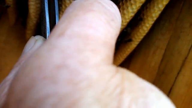 Пчеловодство.Формирование клуба пчёл на зимовку в КОЛОДЕ. Как это делают пчёлы. смотреть онлайн