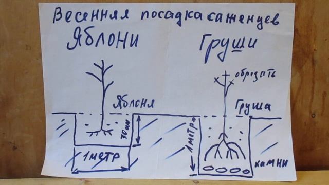 Как правильно посадить  Яблоню и Грушу .Как правильно подготовить посадочную яму .на 2023 год