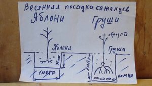 Как правильно посадить Яблоню и Грушу .Как правильно подготовить посадочную яму .на 2023 год