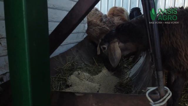 Корм для баранов и овец породы АРАШАН!