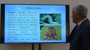 Грызущие вредители томата в теплице.