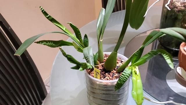 Цветуны Сентября 2020. Цветоносы на Катасетуме, Фалике Давид Лим, и Мильтонии Sunset. смотреть онлайн