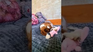 Девочка кавалер кинг чарльз спаниеля, 4 месяца. Предлагается