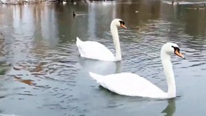 ФУТАЖ ЛЕБЕДИ,