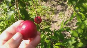 Нектарин сорт раннесредний Ванг 8