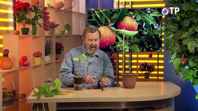Прививка комнатного лимона, мандарина и других цитрусовых