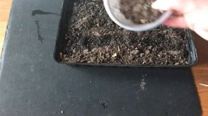 Шоковый посев Цинерария!