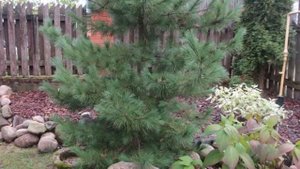 ХВОЙНЫЕ в моем саду-1-я часть -обзор --октябрь 2020г