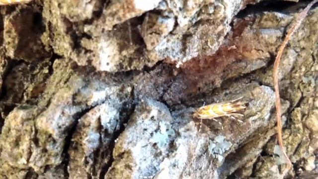 Минирующая моль - опасное насекомое на каштанах смотреть онлайн