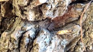 Минирующая моль - опасное насекомое на каштанах