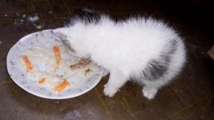 75 Подбросили котенка Маленький бездомный котенок Спасение животных