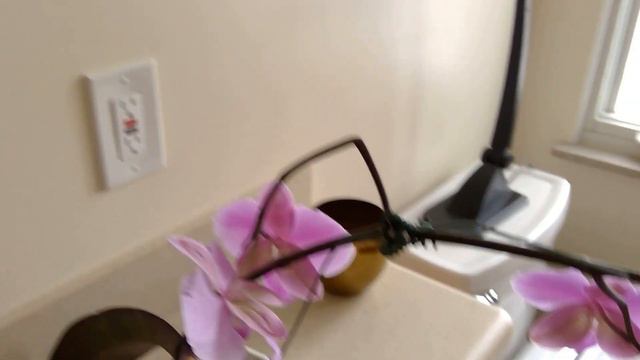 Phal. shilleriana var. purpurea смотреть онлайн