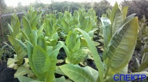 Сорт табака СПЕКТР