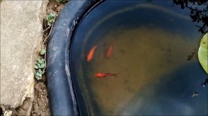 Золотые рыбки в домашнем пруду