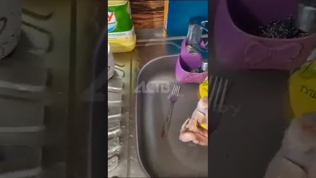 "Это ужас какой-то": курицу-мутанта купила в магазине сахалинка смотреть онлайн