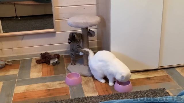 БОЛЬШИЕ И МАЛЕНЬКИЕ КОТЫ ВСТРЕЧАЮТ КАТЮ смотреть онлайн