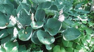 Моя подмосковная дача в середине июля: цветут флоксы