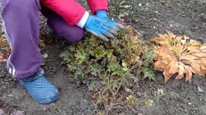 СРОЧНО!!!, Гейхеры и гейхереллы подготовка к зиме?️.Это нужно сделать ?