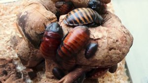 Ужасные домашние питомцы - Мадагаскарские Тараканы