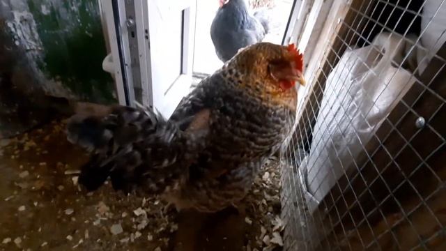 Инкубационное яйцо.Повесили люстру.Яйца от Белефейдеров,Австролорпов,Легбаров,Легорнов,Ломанбраун. смотреть онлайн