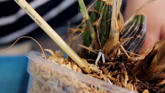 Орхидеи "из мусорки". Как поживают мои подопытные? смотреть онлайн