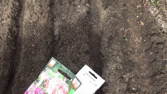 Астры, семена выбраны, посев. смотреть онлайн