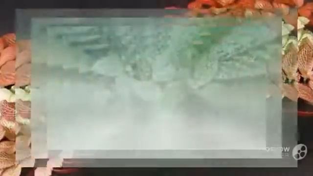 Цветы Фиттония (Fittonia flower) смотреть онлайн