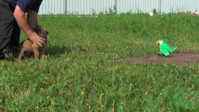 малинята и интерактивные игрушки смотреть онлайн