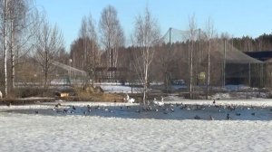 Ярославль  ЗООпарк