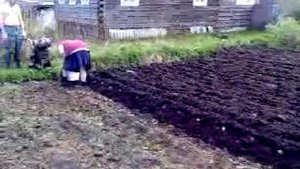 Посадка картошки под плуг мотолебёдки.
